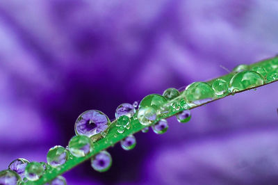Close-up of water drops on leaf