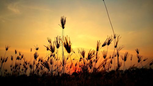 Silhouette plants growing on field against orange sky