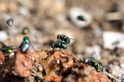 Close-up of insect on rock