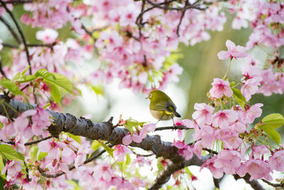 Close-up of bird perching among fresh pink flowers