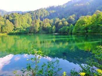 Scenic view of lake by trees in forest