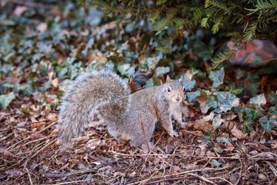 Squirrel on field