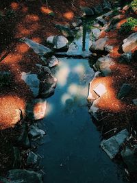 Reflection of leaves in puddle on lake during rainy season