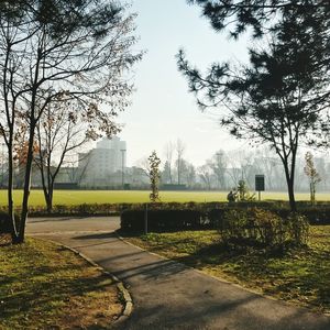 Trees in park against sky