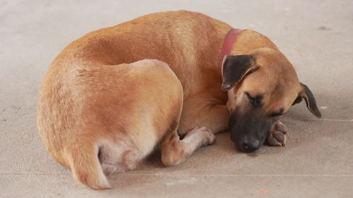 High angle view of puppy sleeping on footpath