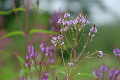 Close-up of purple flowering plant