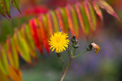 Close-up of insect on yellow flowering plant