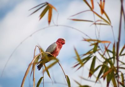 Close-up of bird perching on plant against sky