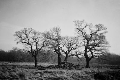 Trees on field against sky