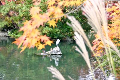 Swan swimming in lake