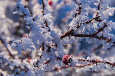 Winter wonderland with snow and sun and rose hips