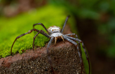 Signature spider on moss