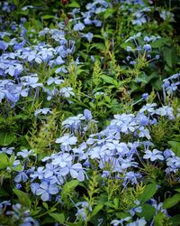 Close-up of purple flowers blooming outdoors