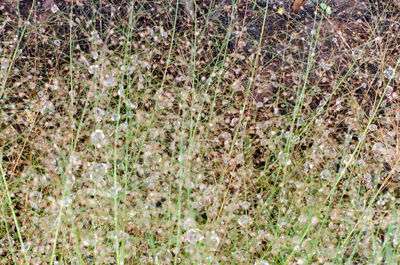 Full frame shot of grass on field