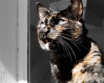 Close-up of cat looking away