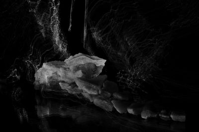 Close-up of crab on rock against black background