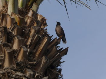 Low angle view of bird perching on tree against sky