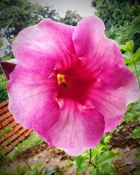 Close-up of pink flowers