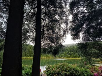 Trees by lake in forest against sky