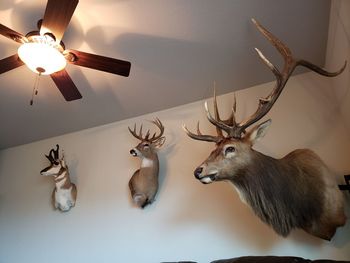 Low angle view of deer hanging on ceiling at home