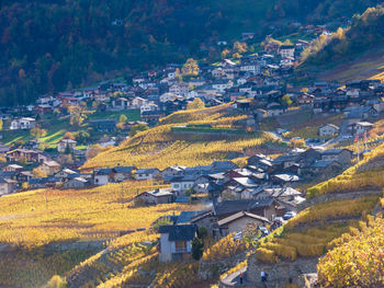 High angle view of vineyard and houses in village