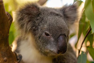 Close-up of an animal