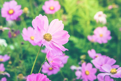 Close-up of pink cosmos flowers blooming outdoors