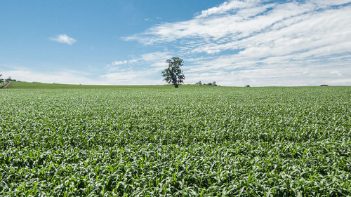 Scenic view of agricultural field against sky