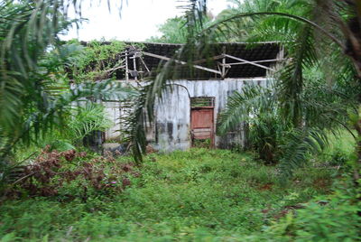 Abandoned house by trees in forest