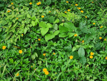 High angle view of flowering plants on field