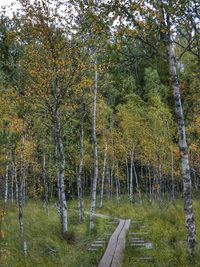 Trees in forest during autumn