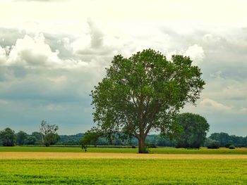 Tree on field against sky