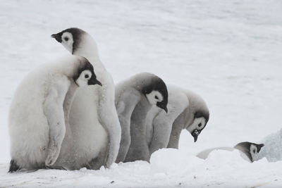 View of ducks on frozen lake during winter