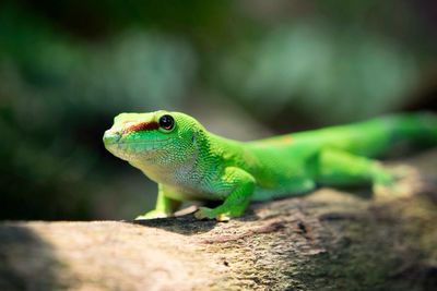 Close-up of green gecko on wood