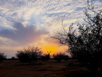 Silhouette trees on landscape against sky at sunset