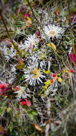 Close-up of white flowering plants on field