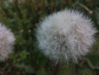 Close-up of dandelion