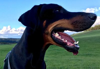 Close-up of a dog looking away