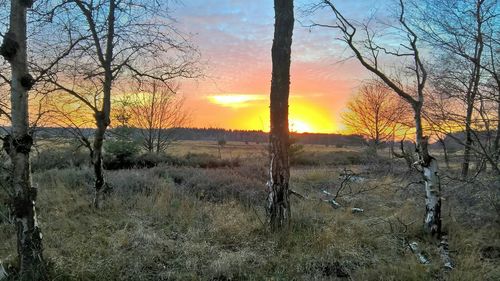 Silhouette of trees on landscape at sunset