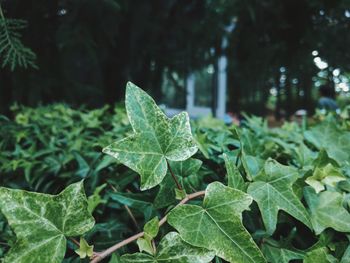 Close-up of green leaves