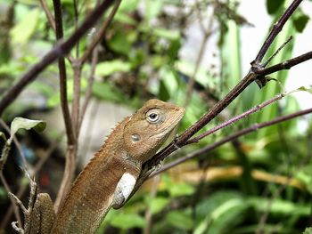 Close-up of a lizard on a tree