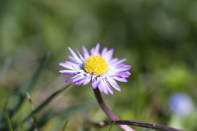 Close-up of yellow flower