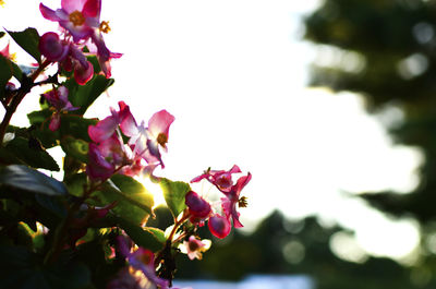 Close-up of pink flowers blooming in park