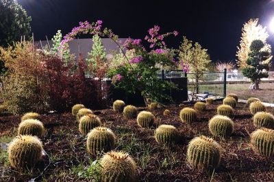 Cactus growing on field