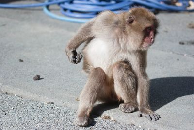 Full length of monkey sitting on road during sunny day