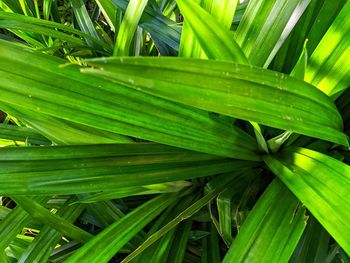 Full frame shot of palm leaf