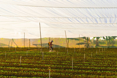 Man spraying on field