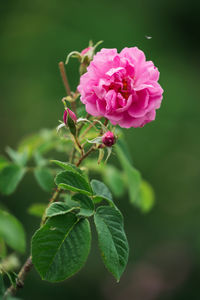 Close-up of pink rose