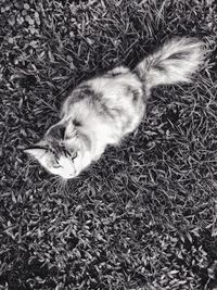 High angle view of cat lying on grass