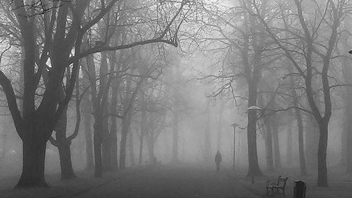 Bare trees in forest during foggy weather